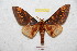  ( - BC-RBP 9145)  @14 [ ] Copyright (2015) Ron Brechlin Research Collection of Ron Brechlin
