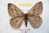  ( - BC-RBP 9157)  @14 [ ] Copyright (2015) Ron Brechlin Research Collection of Ron Brechlin