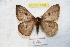  ( - BC-RBP 9164)  @14 [ ] Copyright (2015) Ron Brechlin Research Collection of Ron Brechlin