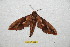  ( - BC-RBP 10934)  @13 [ ] Copyright (2018) Ron Brechlin Research Collection of Ron Brechlin