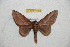  ( - BC-RBP 12175)  @11 [ ] copyright (2021) Ron Brechlin Research Collection of Ron Brechlin
