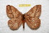  ( - BC-RBP 10943)  @11 [ ] Copyright (2018) Ron Brechlin Research Collection of Ron Brechlin