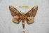  ( - BC-RBP 9185)  @12 [ ] Copyright (2015) Ron Brechlin Research Collection of Ron Brechlin