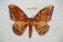  ( - BC-RBP 12180)  @11 [ ] copyright (2021) Ron Brechlin Research Collection of Ron Brechlin