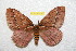  ( - BC-RBP 10949)  @11 [ ] Copyright (2018) Ron Brechlin Research Collection of Ron Brechlin