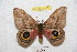  ( - BC-RBP 9205)  @13 [ ] Copyright (2015) Ron Brechlin Research Collection of Ron Brechlin