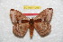  ( - BC-RBP 10961)  @11 [ ] Copyright (2018) Ron Brechlin Research Collection of Ron Brechlin