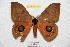  ( - BC-RBP 9207)  @13 [ ] Copyright (2015) Ron Brechlin Research Collection of Ron Brechlin