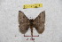  ( - BC-RBP 9211)  @13 [ ] Copyright (2015) Ron Brechlin Research Collection of Ron Brechlin