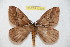  ( - BC-RBP 12208)  @11 [ ] copyright (2021) Ron Brechlin Research Collection of Ron Brechlin