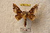  (Adelowalkeria bezverkhovi - BC-RBP 9241)  @14 [ ] Copyright (2015) Ron Brechlin Research Collection of Ron Brechlin