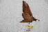  ( - BC-RBP 9252)  @12 [ ] Copyright (2015) Ron Brechlin Research Collection of Ron Brechlin