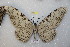  ( - BC-RBP 9275)  @14 [ ] Copyright (2015) Ron Brechlin Research Collection of Ron Brechlin
