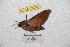  ( - BC-RBP 9305)  @13 [ ] Copyright (2015) Ron Brechlin Research Collection of Ron Brechlin