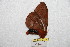  (Cerodirphia gachala - BC-RBP 9329)  @13 [ ] Copyright (2015) Ron Brechlin Research Collection of Ron Brechlin