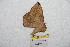  (Periga gachala - BC-RBP 9330)  @13 [ ] Copyright (2015) Ron Brechlin Research Collection of Ron Brechlin