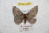  ( - BC-RBP 9368)  @11 [ ] Copyright (2015) Ron Brechlin Research Collection of Ron Brechlin