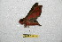  ( - BC-RBP 12250)  @11 [ ] copyright (2021) Ron Brechlin Research Collection of Ron Brechlin