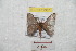  ( - BC-RBP 9387)  @11 [ ] Copyright (2015) Ron Brechlin Research Collection of Ron Brechlin