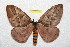  ( - BC-RBP 11053)  @11 [ ] Copyright (2018) Ron Brechlin Research Collection of Ron Brechlin