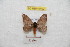  ( - BC-RBP 9402)  @13 [ ] Copyright (2015) Ron Brechlin Research Collection of Ron Brechlin