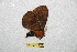  (Cerodirphia frontino - BC-RBP 12273)  @11 [ ] copyright (2021) Ron Brechlin Research Collection of Ron Brechlin