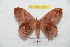  (Automerina carina - BC-RBP 9419)  @14 [ ] Copyright (2015) Ron Brechlin Research Collection of Ron Brechlin