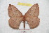  (Periga drechseli - BC-RBP 9455)  @14 [ ] Copyright (2015) Ron Brechlin Research Collection of Ron Brechlin