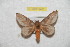  ( - BC-RBP 9463)  @14 [ ] Copyright (2015) Ron Brechlin Research Collection of Ron Brechlin