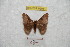  ( - BC-RBP 9506)  @14 [ ] Copyright (2015) Ron Brechlin Research Collection of Ron Brechlin