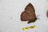  ( - BC-RBP 11098)  @11 [ ] Copyright (2018) Ron Brechlin Research Collection of Ron Brechlin