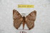  ( - BC-RBP 9557)  @13 [ ] Copyright (2015) Ron Brechlin Research Collection of Ron Brechlin