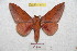  ( - BC-RBP 9564)  @14 [ ] Copyright (2015) Ron Brechlin Research Collection of Ron Brechlin