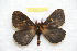  ( - BC-RBP 11129)  @11 [ ] Copyright (2018) Ron Brechlin Research Collection of Ron Brechlin