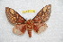  ( - BC-RBP 11136)  @11 [ ] Copyright (2018) Ron Brechlin Research Collection of Ron Brechlin