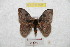  ( - BC-RBP 9585)  @14 [ ] Copyright (2015) Ron Brechlin Research Collection of Ron Brechlin