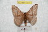  ( - BC-RBP 9593)  @13 [ ] Copyright (2015) Ron Brechlin Research Collection of Ron Brechlin