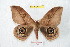  ( - BC-RBP 9606)  @11 [ ] Copyright (2015) Ron Brechlin Research Collection of Ron Brechlin
