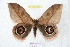  ( - BC-RBP 9608)  @14 [ ] Copyright (2015) Ron Brechlin Research Collection of Ron Brechlin