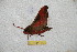  ( - BC-RBP 11175)  @11 [ ] Copyright (2018) Ron Brechlin Research Collection of Ron Brechlin
