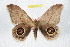  ( - BC-RBP 9614)  @11 [ ] Copyright (2015) Ron Brechlin Research Collection of Ron Brechlin