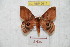 ( - BC-RBP 9617)  @14 [ ] Copyright (2015) Ron Brechlin Research Collection of Ron Brechlin