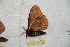  (Cerodirphia puracana - BC-RBP 11187)  @11 [ ] Copyright (2018) Ron Brechlin Research Collection of Ron Brechlin