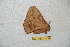  (Periga puracana - BC-RBP 11189)  @11 [ ] Copyright (2018) Ron Brechlin Research Collection of Ron Brechlin