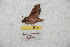  ( - BC-RBP 9634)  @11 [ ] Copyright (2015) Ron Brechlin Research Collection of Ron Brechlin