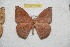  (Periga parvicaucana - BC-RBP 11239)  @11 [ ] Copyright (2018) Ron Brechlin Research Collection of Ron Brechlin