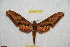  ( - BC-RBP 12377)  @11 [ ] copyright (2022) Ron Brechlin Research Collection of Ron Brechlin