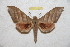  ( - BC-RBP 11270)  @14 [ ] Copyright (2018) Ron Brechlin Research Collection of Ron Brechlin