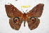  (Salassa katschinica - BC-RBP 11278)  @14 [ ] Copyright (2018) Ron Brechlin Research Collection of Ron Brechlin