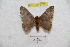  ( - BC-RBP 9732)  @13 [ ] Copyright (2015) Ron Brechlin Research Collection of Ron Brechlin